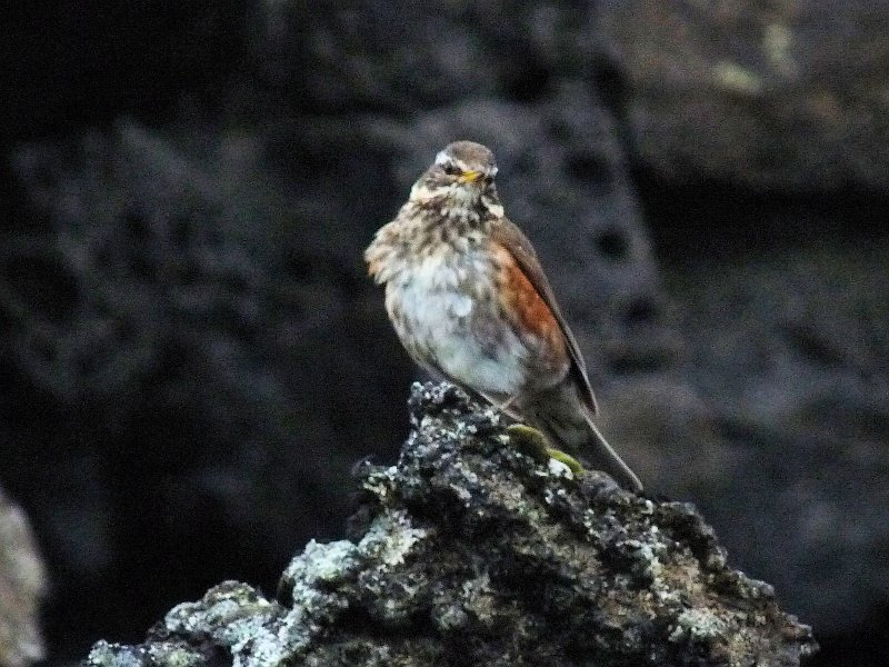 B (27) Redwing.JPG